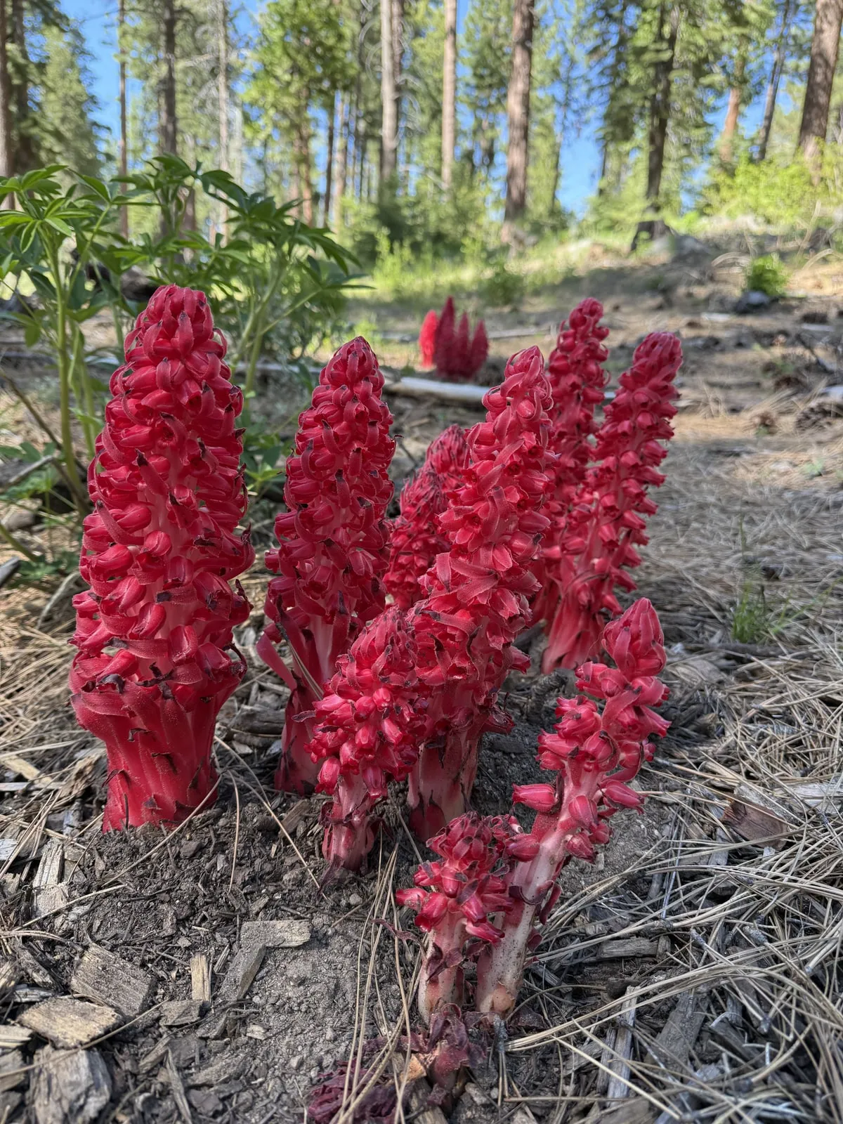 Snow plant